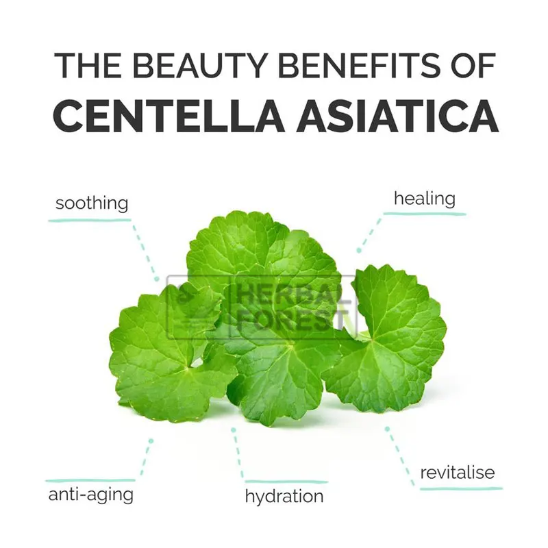 Essence liquide à l'extrait de centella asiatica, extrait de gotu kola, anti-continuité, éclaircissant les marques d'acné, hydratant, soins pour la peau