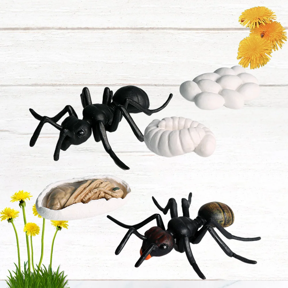 

5 PCS Ant Growth Cycle Toy Decor Artificial Simulation Animal Model Kids Learning Home Office Party Favor