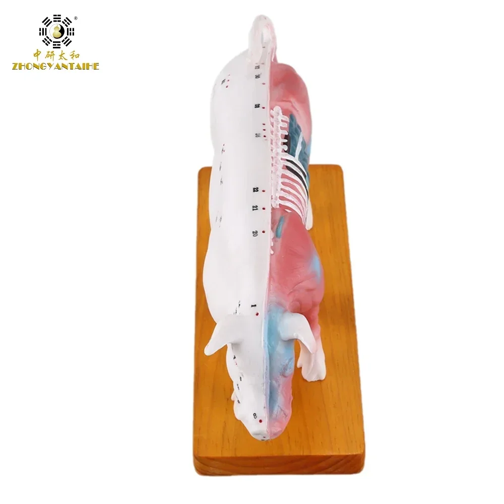 Pig Model Animal Body Point Model Pig Anatomy Models Teaching Practice Training