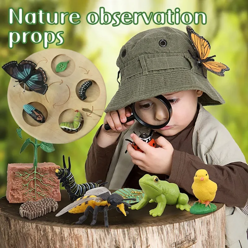 Simulazione per bambini Modello di biologia Giocattolo Ciclo di crescita della vita delle piante animali Montessori Giocattoli per bambini Set Sussidi didattici Giocattoli educativi