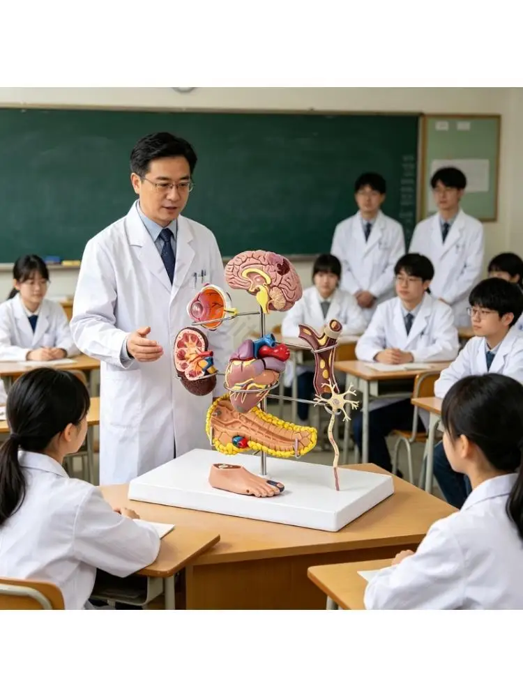 96BA Detailed Diabetes Hypertension Anatomical Model For Medicals Education And Training