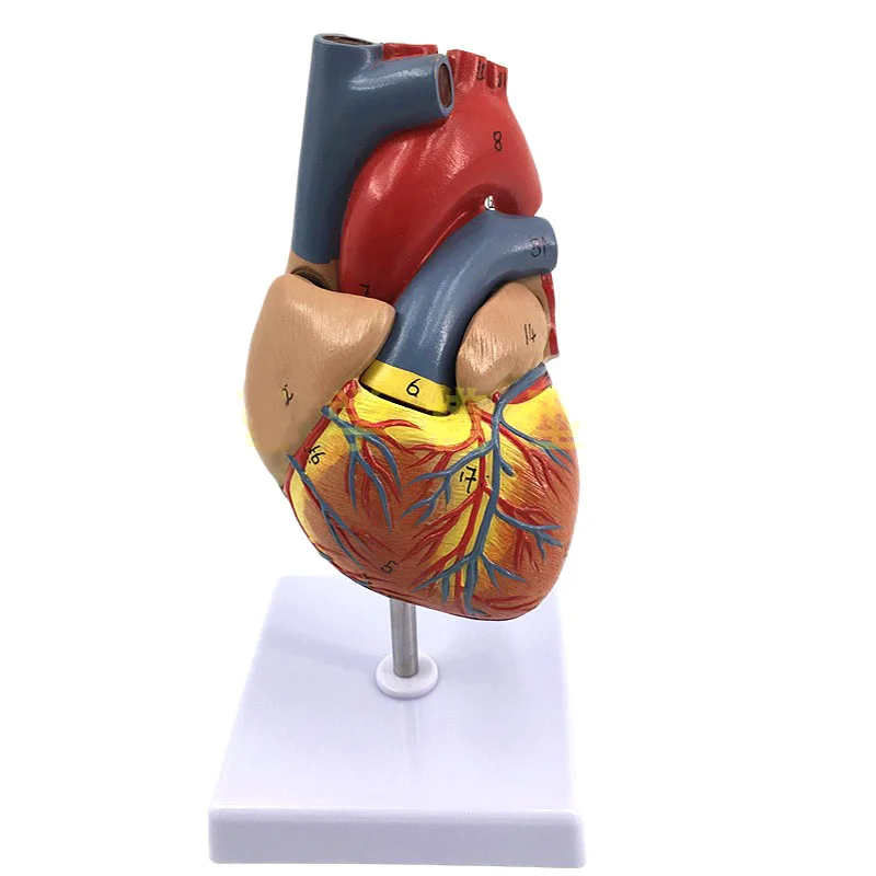 1:1 Life Size Human Heart Anatomy Model Medical Education Science Teaching Resources