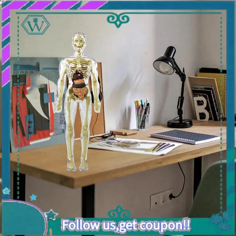3D Human Body Torso Model Anatomy Model Skeleton DIY Skeleton Toy Human Body Model Removable Parts