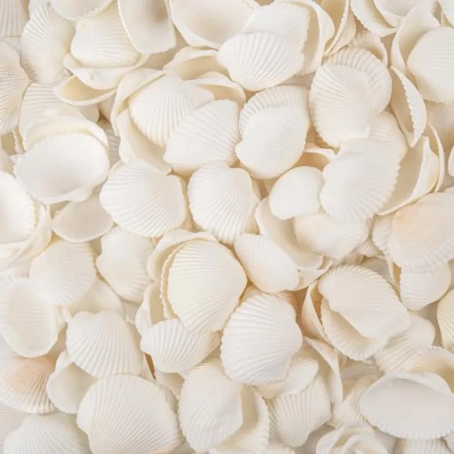 

tural Tiny Sea Shells Small White Clam Shells for Crafts Bulk for Home Decorations Beach Theme Party Fish Tank Vase Filler Brac