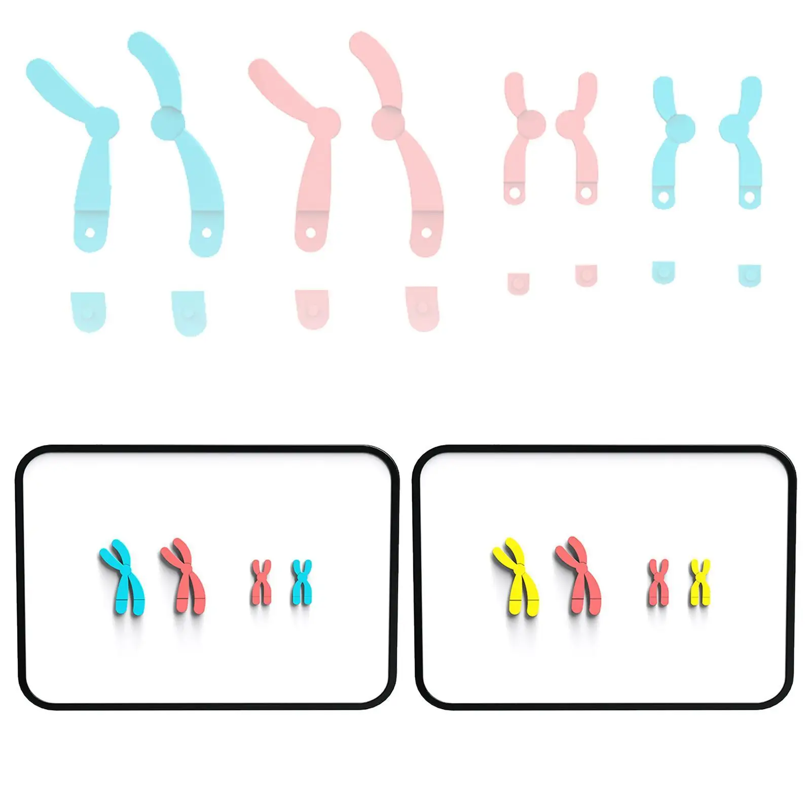 

Meiosis Chromosome Changes Model Magnetic Teaching Tools for Middle School