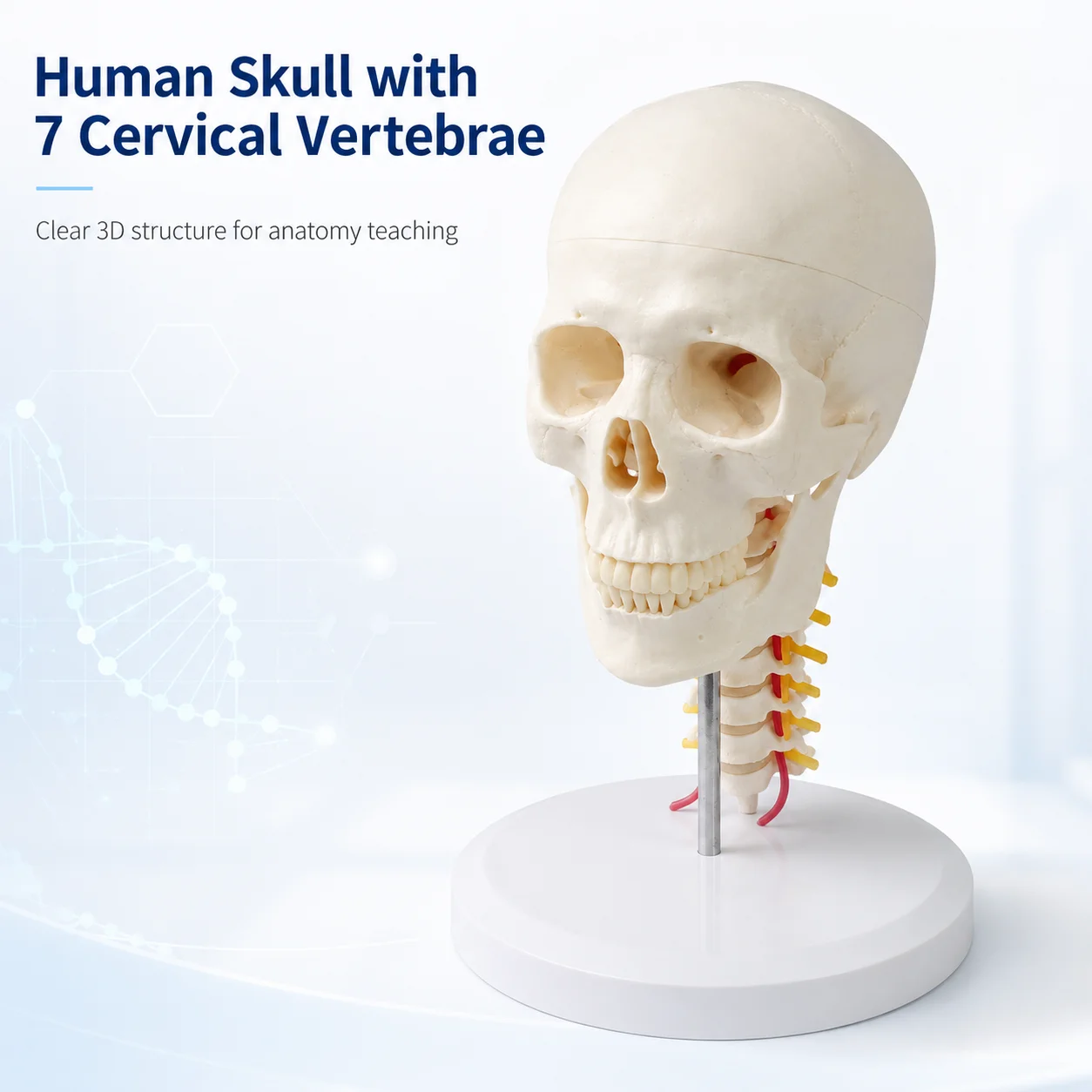 modelo-anatomico-de-craneo-humano-de-tamano-real-con-7-vertebras-cervicales-nervios-vasos-sanguineos-y-base-de-exhibicion-para-ensenanza