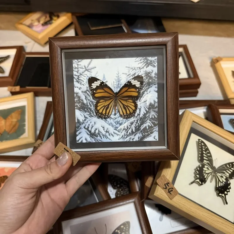 Real Butterfly Framed 5 Inch Square Shadow Box Wooden Frame Home Wall Decor Entomology