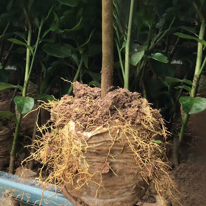 Biologisch abbaubare Tasche, Vlies-Pflanzbeutel, Stoff, Kindergarten, Pflanzenwachstumsbeutel, Garten, umweltfreundlich, belüftete Tasche,