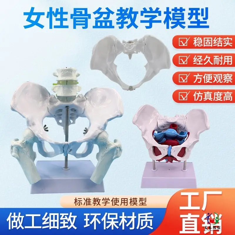 Teaching Simulation Pelvic Floor Muscle Female  And Uterus Model Female  Structure Bladder  Floor Muscle Rehab