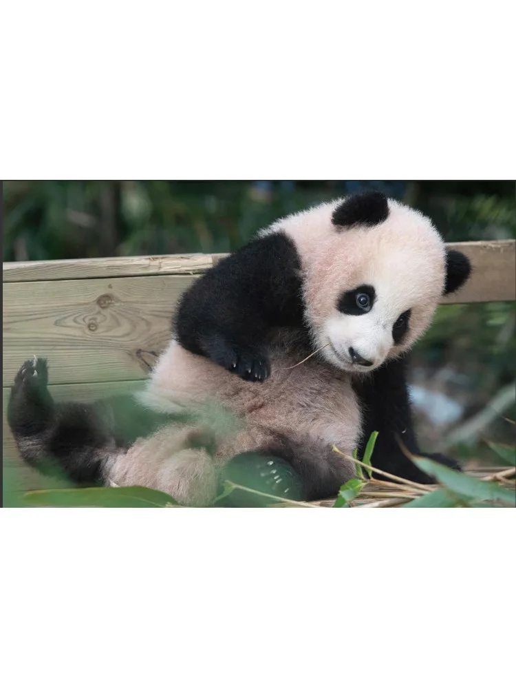 كتاب-Winshare Fubao الكورية أيبو الجنة، (الكورية) جيانغ zheyuan، (الكورية) ليو tingxun #3