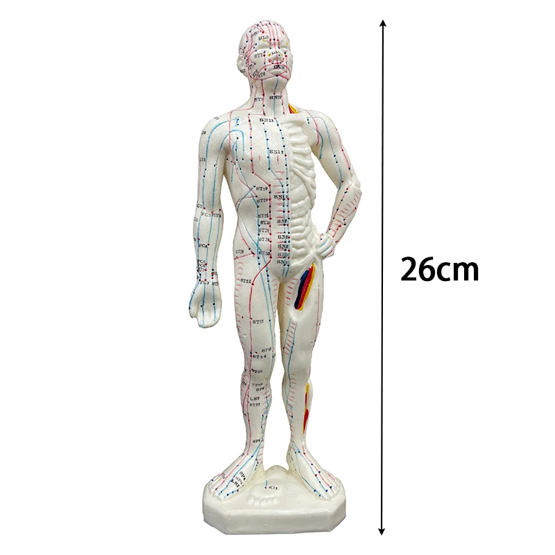 48CM/50CM Female Male Acupuncture Points Human Body Head Foot Hand Mode Base Human Acupuncture Meridians Model with User Manual