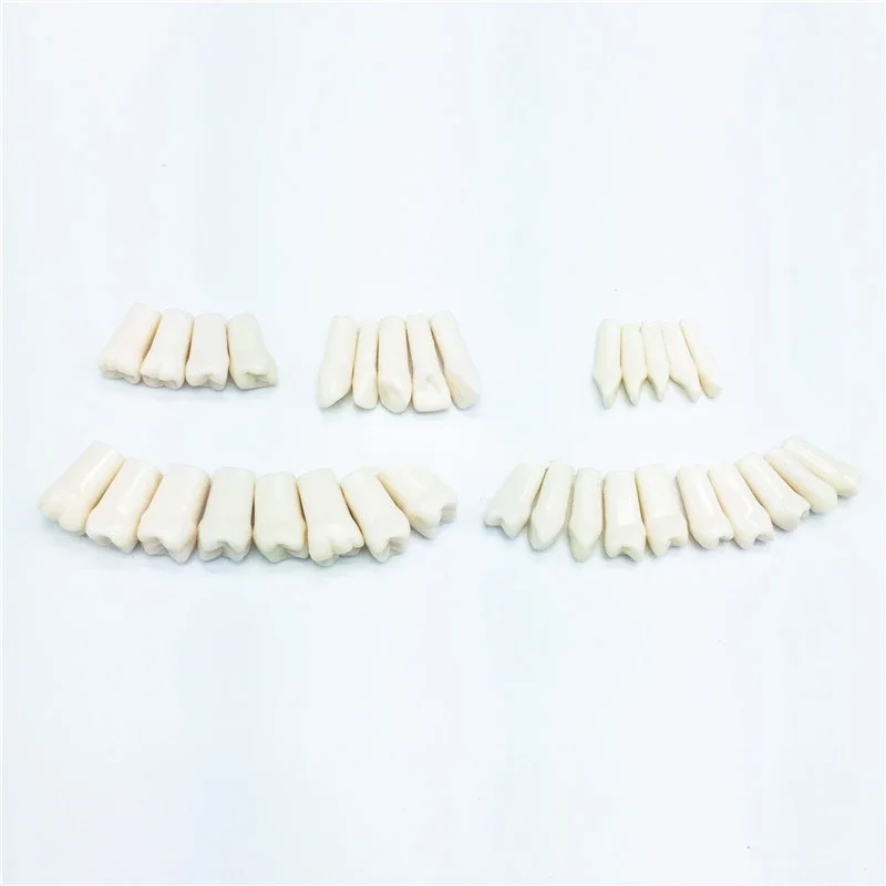 28pcs Dentals  Practise Teeth replacement Dentist Artificial Teeth for Implants Mandible