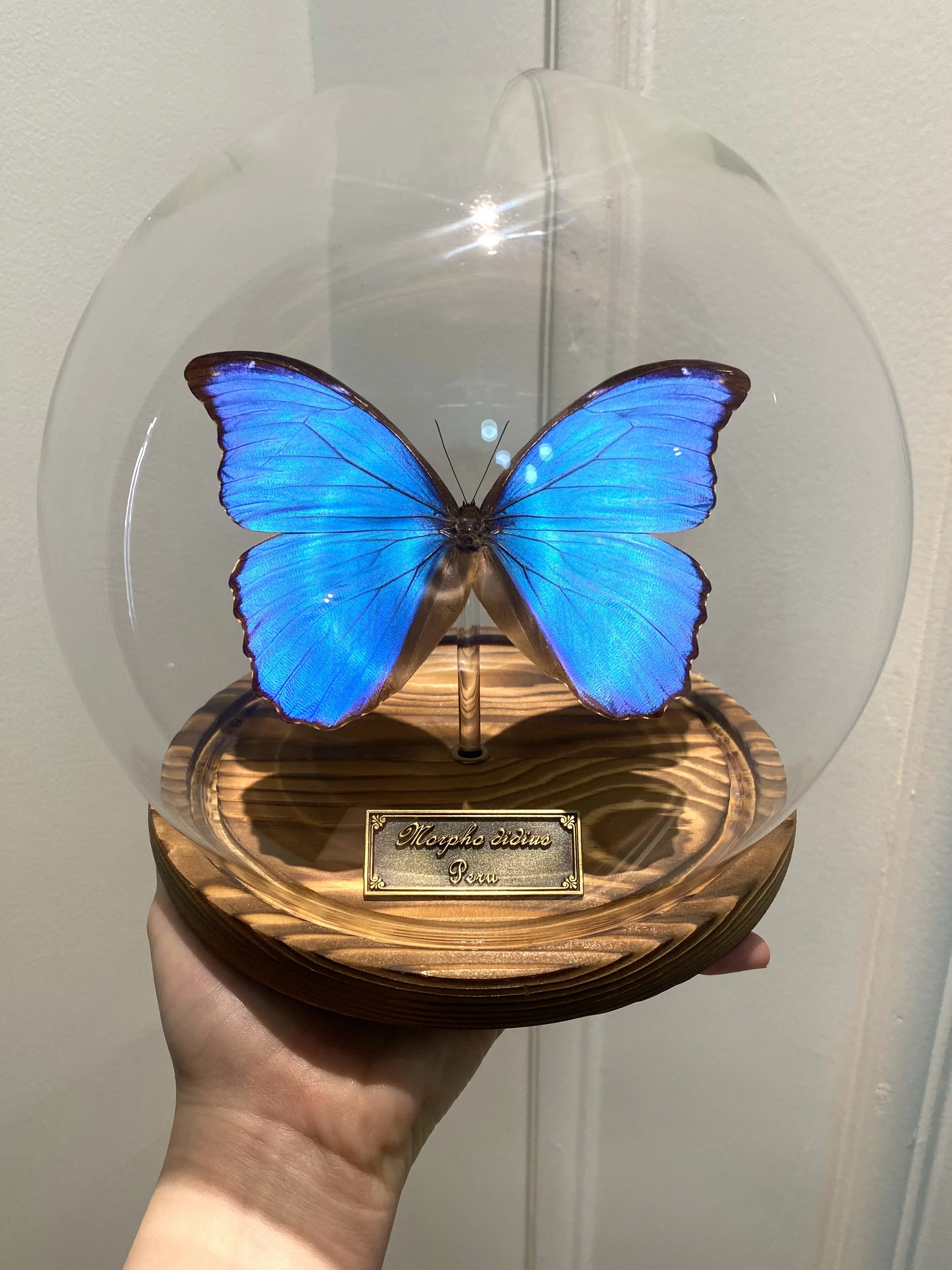 vlinderspecimen grote blauwe morpho vlinder onsterfelijke bloem glazen deksel afdichting ornament