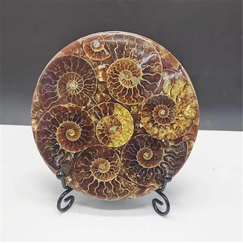 

Natural Ammonite Disc Conch remains mineral Specimen crystals Healing reiki compass Research decoration+base