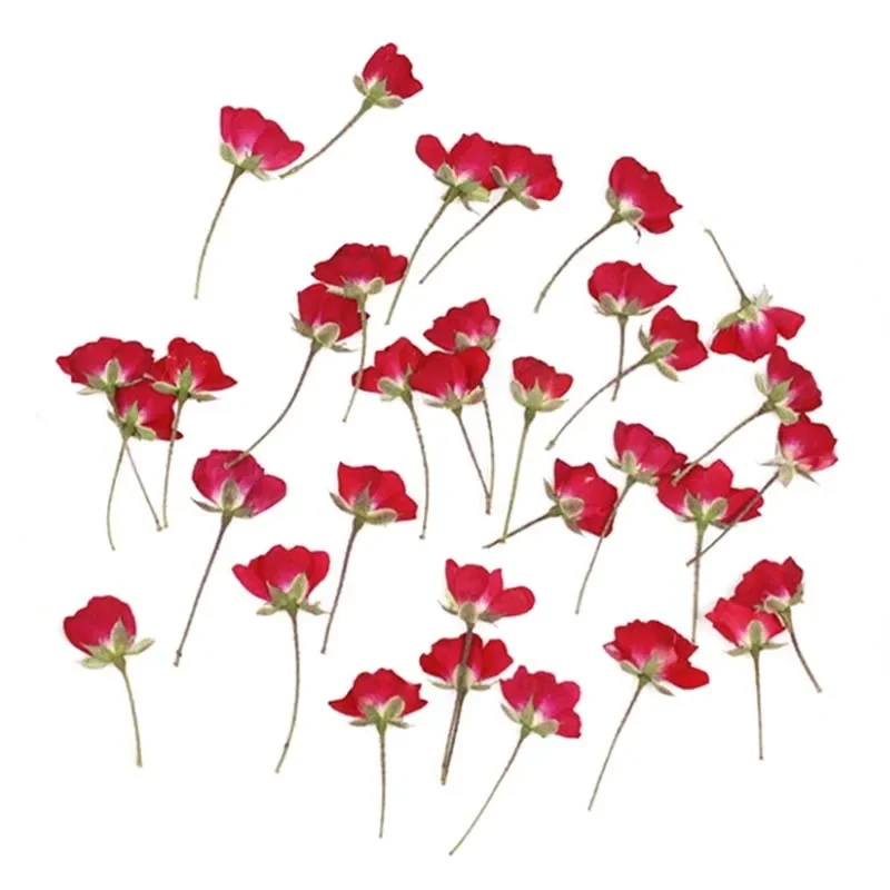 12&24PC/1.5~2*3CM Real Natural Dried Pressed Roses Flower Branches,Dry and Press Flowers Mini Rose DIY for Resin Crafts,Candle