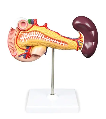 

Модель поджелудочной железы Duodenum Spleen, ключ в натуральный размер, анатомические особенности с маркировкой, сопутствующая карта для ключей, медицинское оборудование