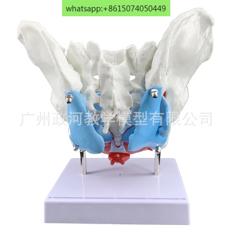 Female pelvic muscle model and pelvic floor muscle model uterus model pelvic delivery midwifery teaching