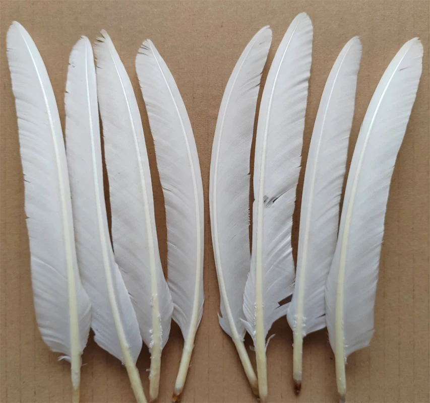 Rare Feathers! 100P…