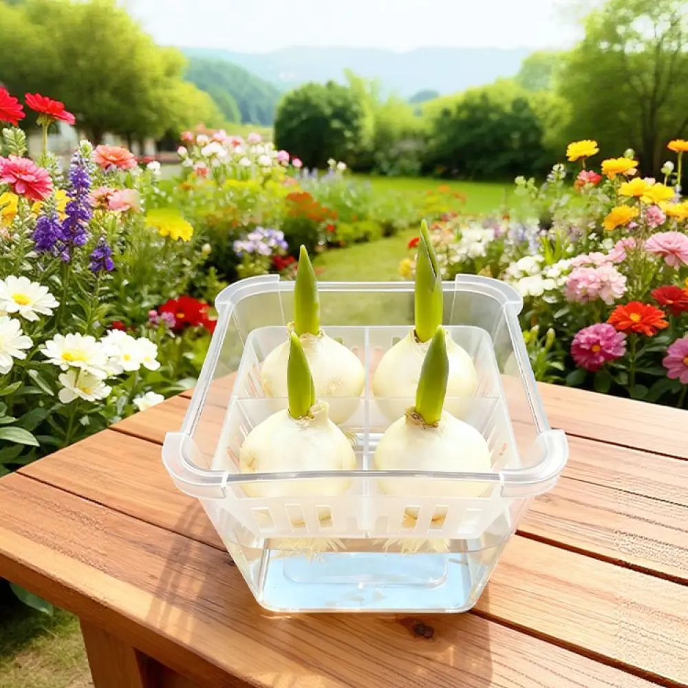 Clear Hydroponic Vase For Tulip Lily Bulbs Planting Basket Container Modern Indoor Planter Stable Growing Plant Pot