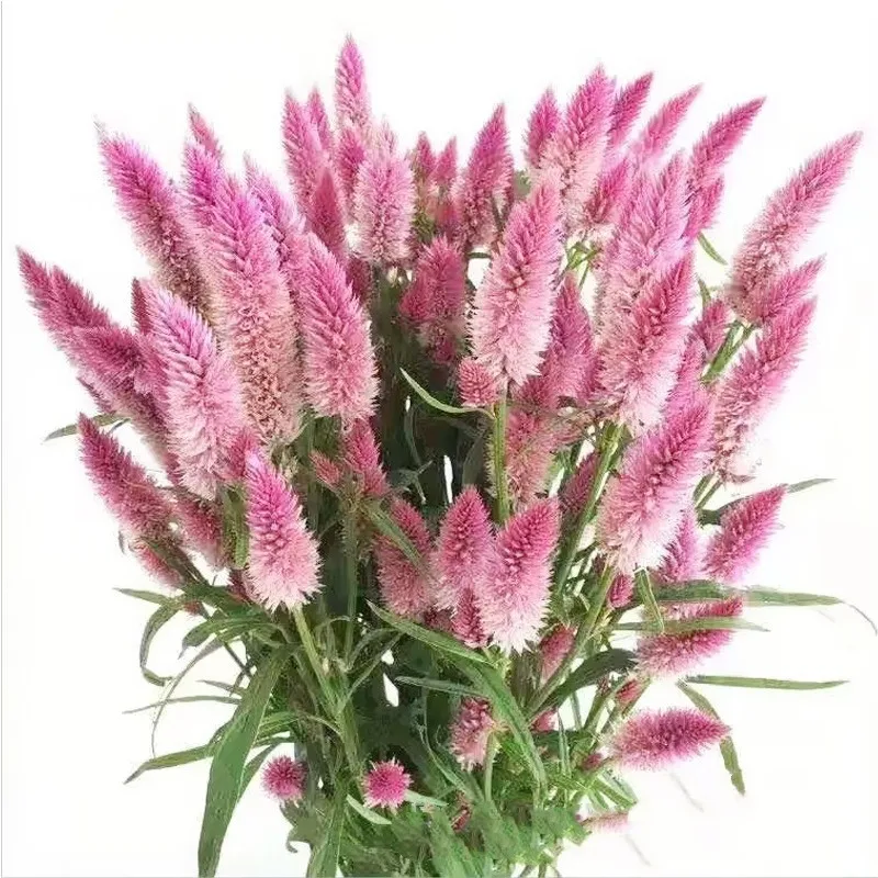

Dried Baby's Breath Flowers Bouquet Pteris Branches for Wedding Arch Flowers Decoration, Natural White Dry Flowers Bulk,