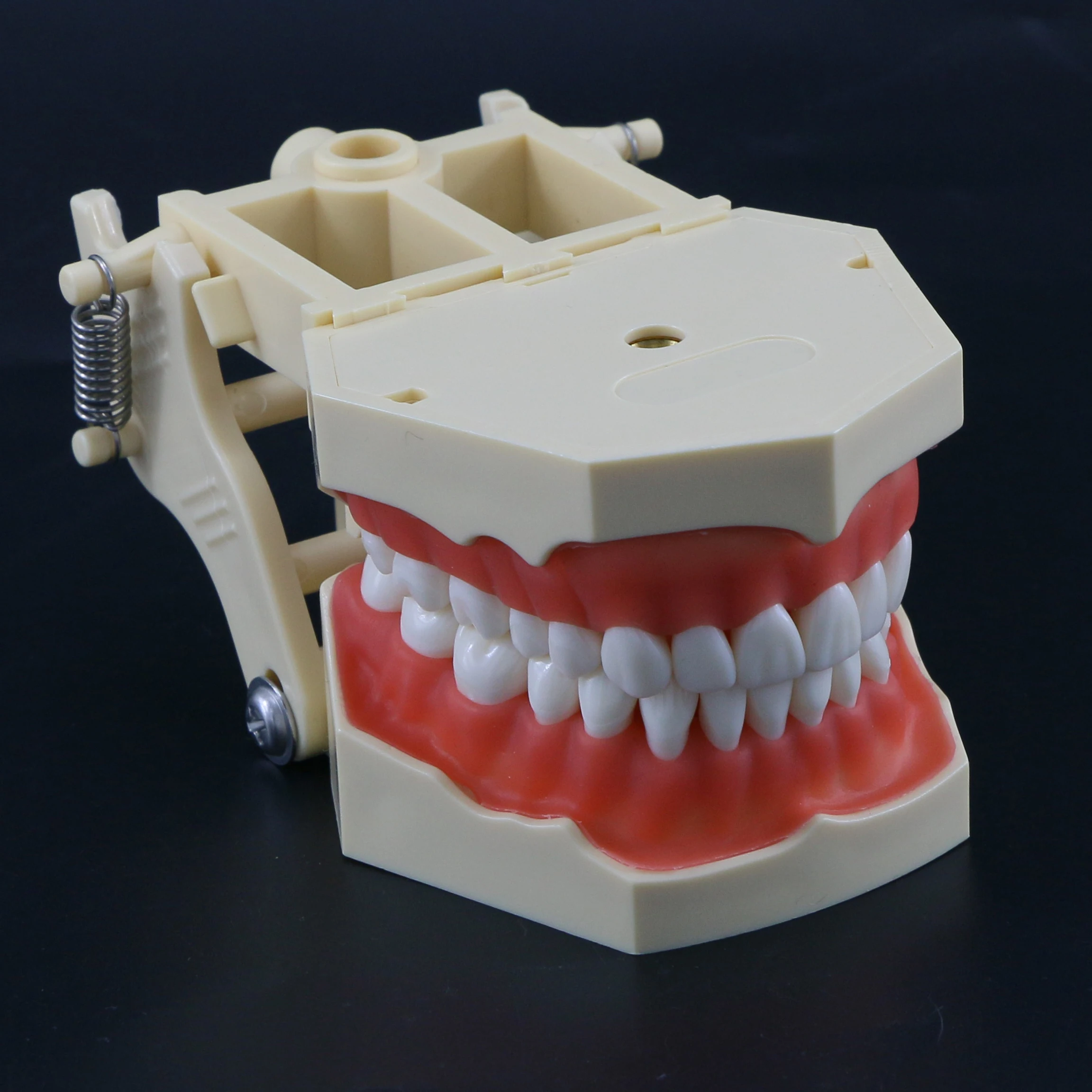 Dental with 32pc Removable Teeth Model M8014 M8022 Fit Frasaco AG3 Dental Model for Teaching Study Practice