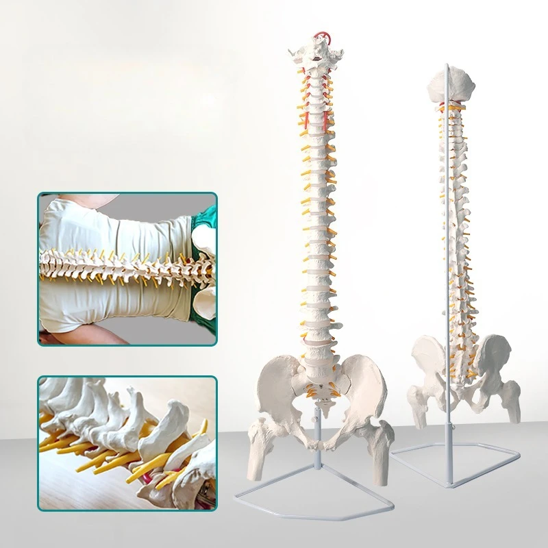Human Spine Models Flexible Spinal Cord 45cm with Pelvic Spine Spinal Column Model Skeleton Model for Teaching Study Science