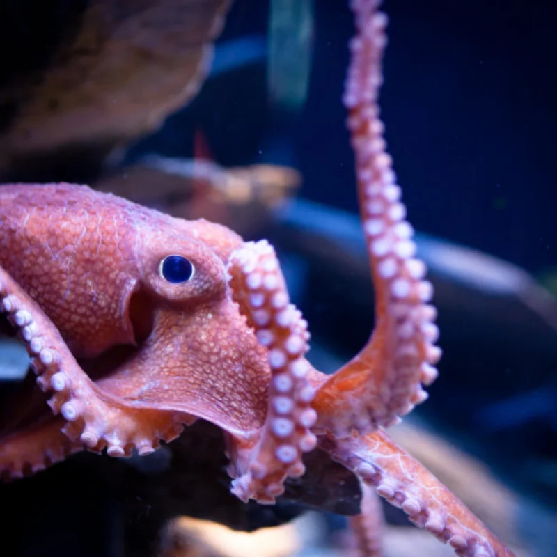 Pour 1/7 KKPIT KRT XNR Xuan Niao châssis en métal armure protecteur plaque antidérapante RC voiture mise à niveau pièces accessoires