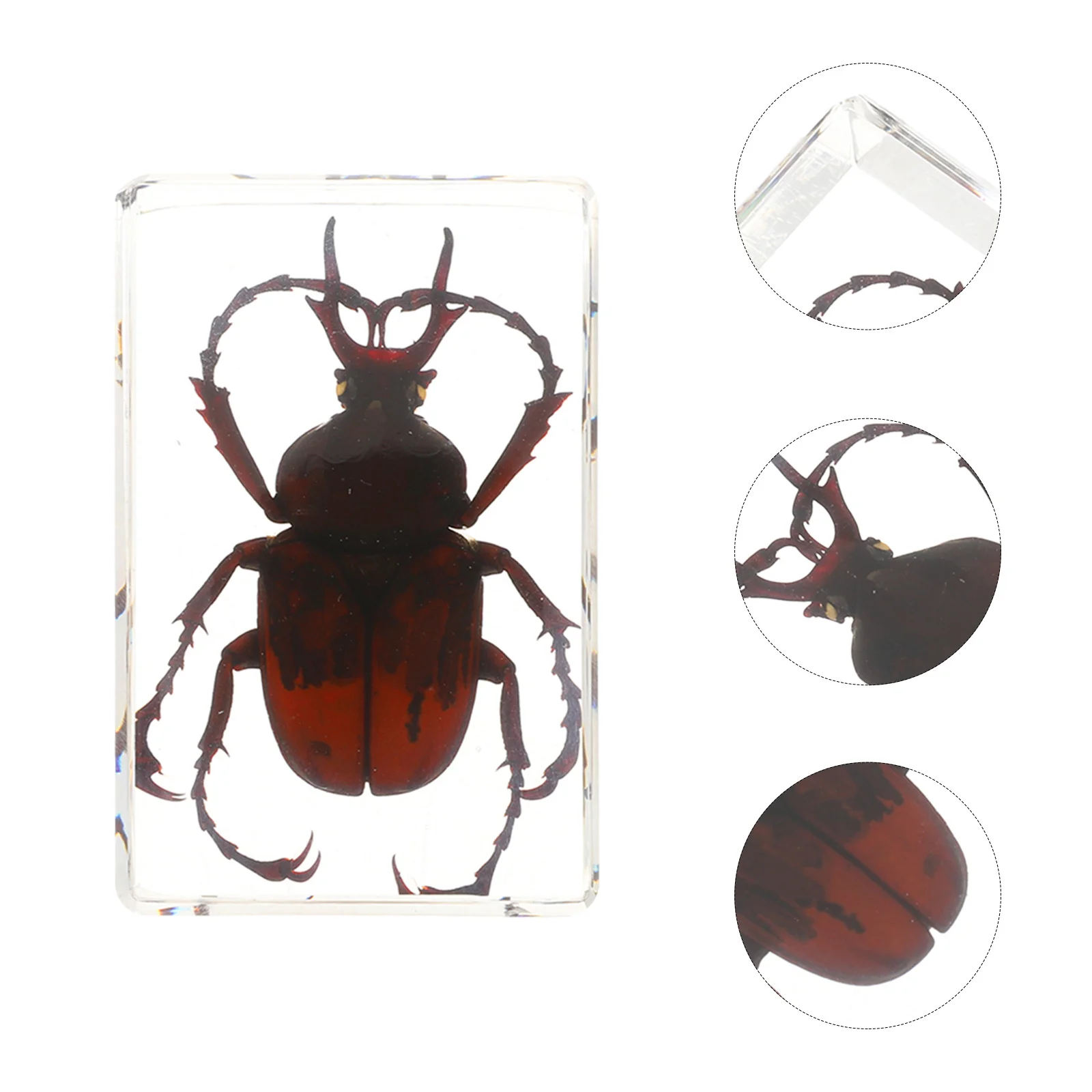 

6Pcs Biology Science Specimens Real Beetle Spider Scorpion in Resin for Teachers Classroom Education Display