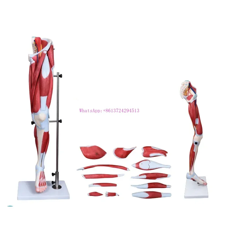 Human Lower Limb Anatomical Leg Anatomy Muscle Model For Medical Science Education