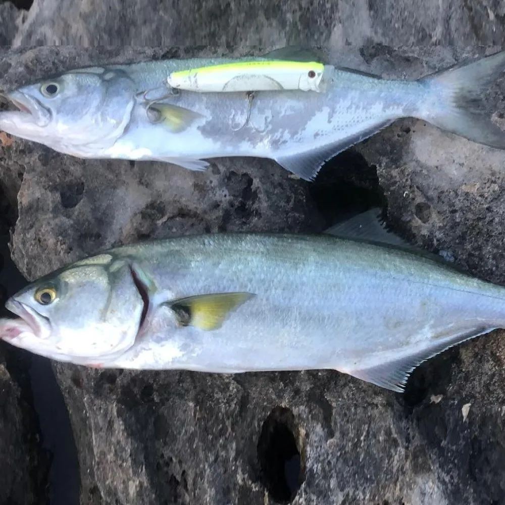120mm 30g Topwater Popper Angelköder zum Schleppangeln, Oberflächenköder, künstlicher Wobbler, Pesca-Köder für Musky, Largemouth Bass, Snakehead – Detail 9