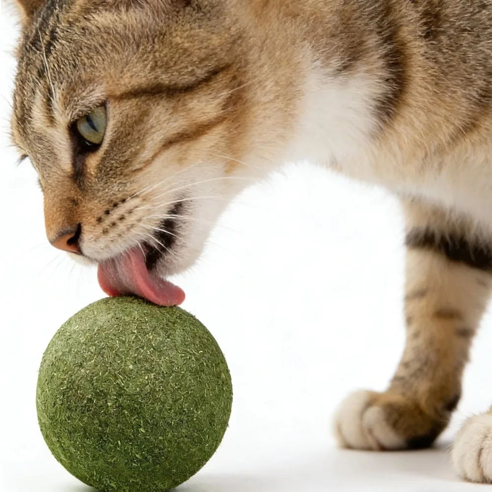 Boules de catnip naturelles pour rafraîchir l'haleine, jouet à lécher pour chat, pour l'auto-amusement et le soulagement du stress, jouet à catnip pour le nettoyage des dents