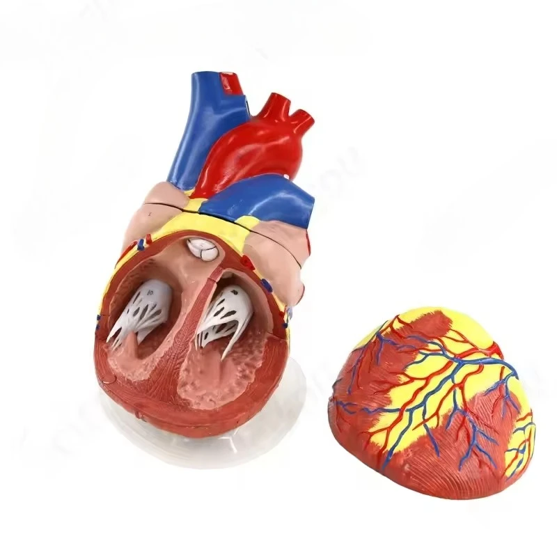 

5X Heart Model Larger Human Heart Anatomy Human Anatomy Model B Ultra-color Ultrasound Heart Model