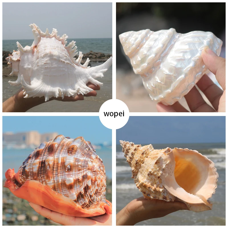 

Shell Crafts Natural Pearly Four big Famous Screw Conch Shells Coral Collectible Mediterranean Aquarium Ornaments Sea Snail