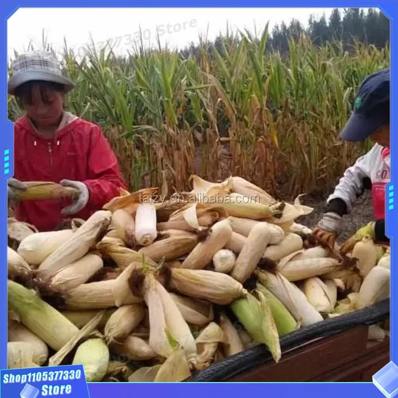 Automatic Diesel Corn Harvester Walking Type Engine Powered Maize Harvesting Machine for Farm Agricultural Use High