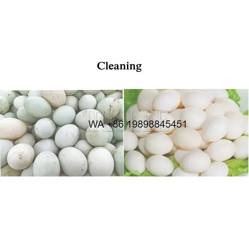 Wmwmnu Commercial Stainless Steel Egg Washing High Efficiency Egg Cleaning Equipment for Industrial Use view 6