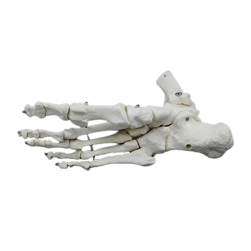 DARHMMY 1:1Medical Human Skeleton Foot Bones Anatomy Model Foot And Ankle With Shank Bone Anatomical Model Greys Anatomy