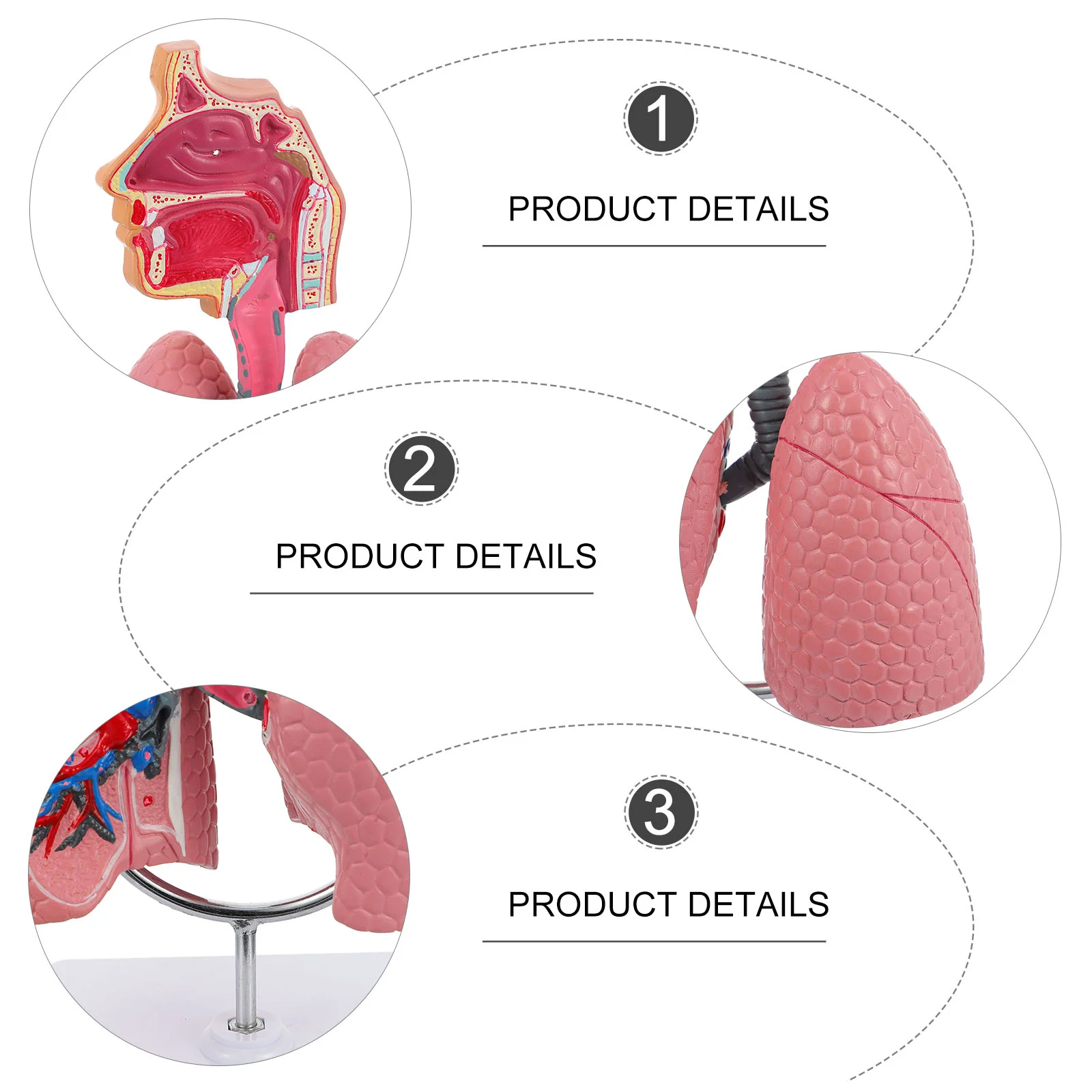 Lung Respiratory Anatomy Model Teaching System Human Display model School Lungs Anatomical Heart Educational Nasal Toy