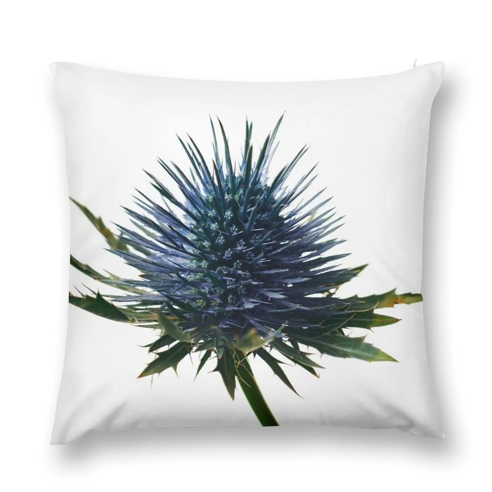 Studio lit blue thistle flower against pure white. Throw Pillow Cushions Home Decor Luxury Pillow Case Cusions Cover pillow