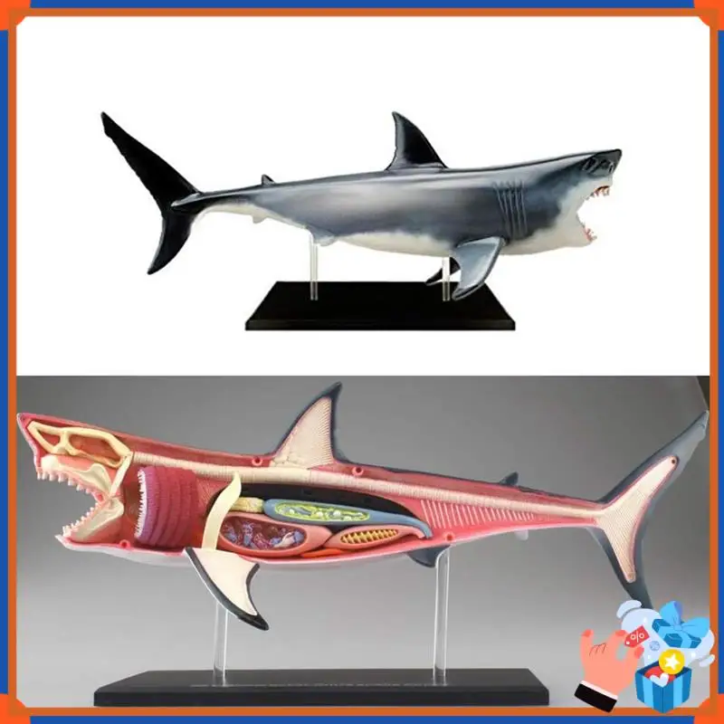 Compact Shark-Anatomy Model - Animal Anatomyical Model - 20 Detachable Organs And Body Parts Biology  Teaching Model