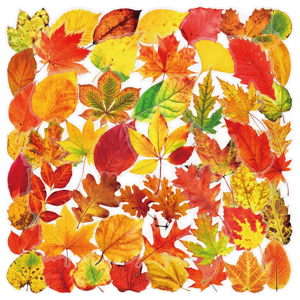 10/50pcs Ins Nordic Style Maple leaves Transparent Stickers Aesthetic Skateboard Laptop Luggage Phone Car Styling DIY Pegatinas