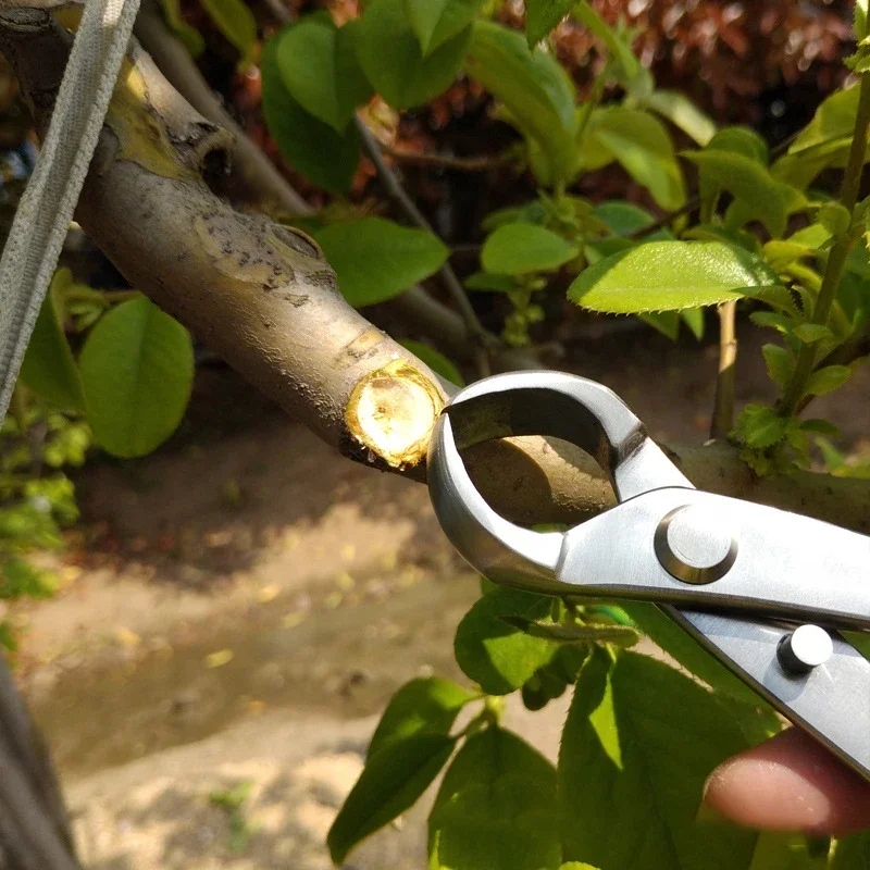 Stainless Steel 210mm Bonsai Pruning Tool Kit Profissional Root Cutter Hand Tools Gardening Scissors for Pruning Bonsai Tree