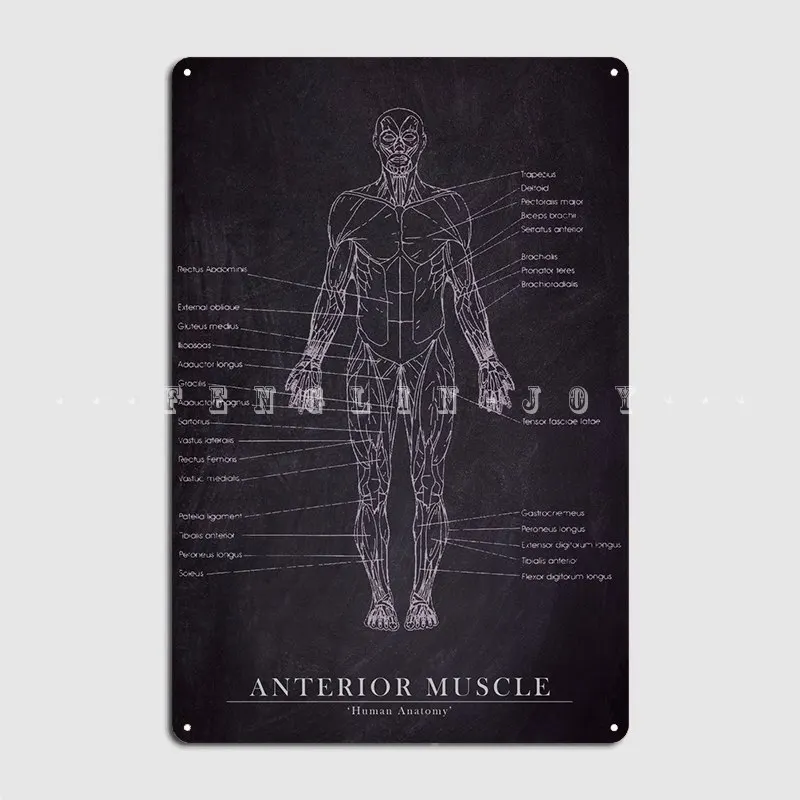 Anterior Muscle Metal Sign Printing Pub Home Wall Decor Tin Sign Posters