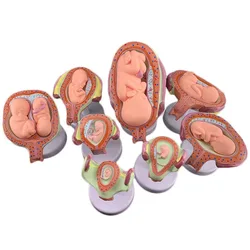 8 X Fetal model Anatomical Human Fetal Development Model - Baby Fetus Foetus Pregnancy Anatomy