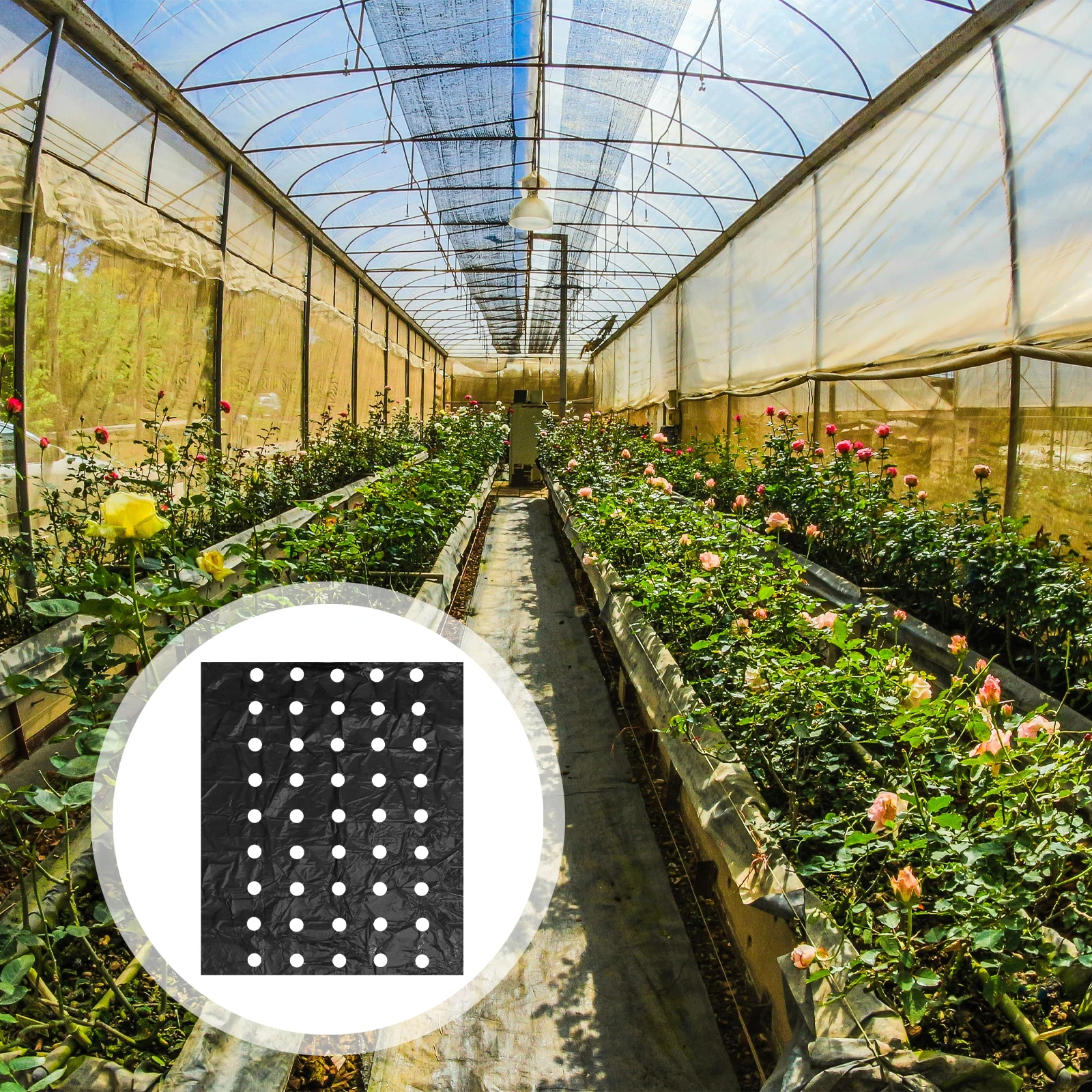 

1 Roll Black Perforated Mulching Film Thermal Insulation Strong Durable Pe Agricultural Film For Crop Growth Tent