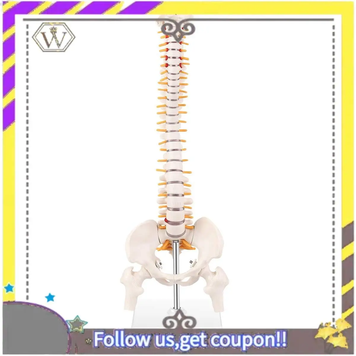 

New Miniature Spine Anatomy Model, 15.5Inch Mini Vertebral Column Model With Spinal Nerves, Pelvis, Femur, Mounted On A Base