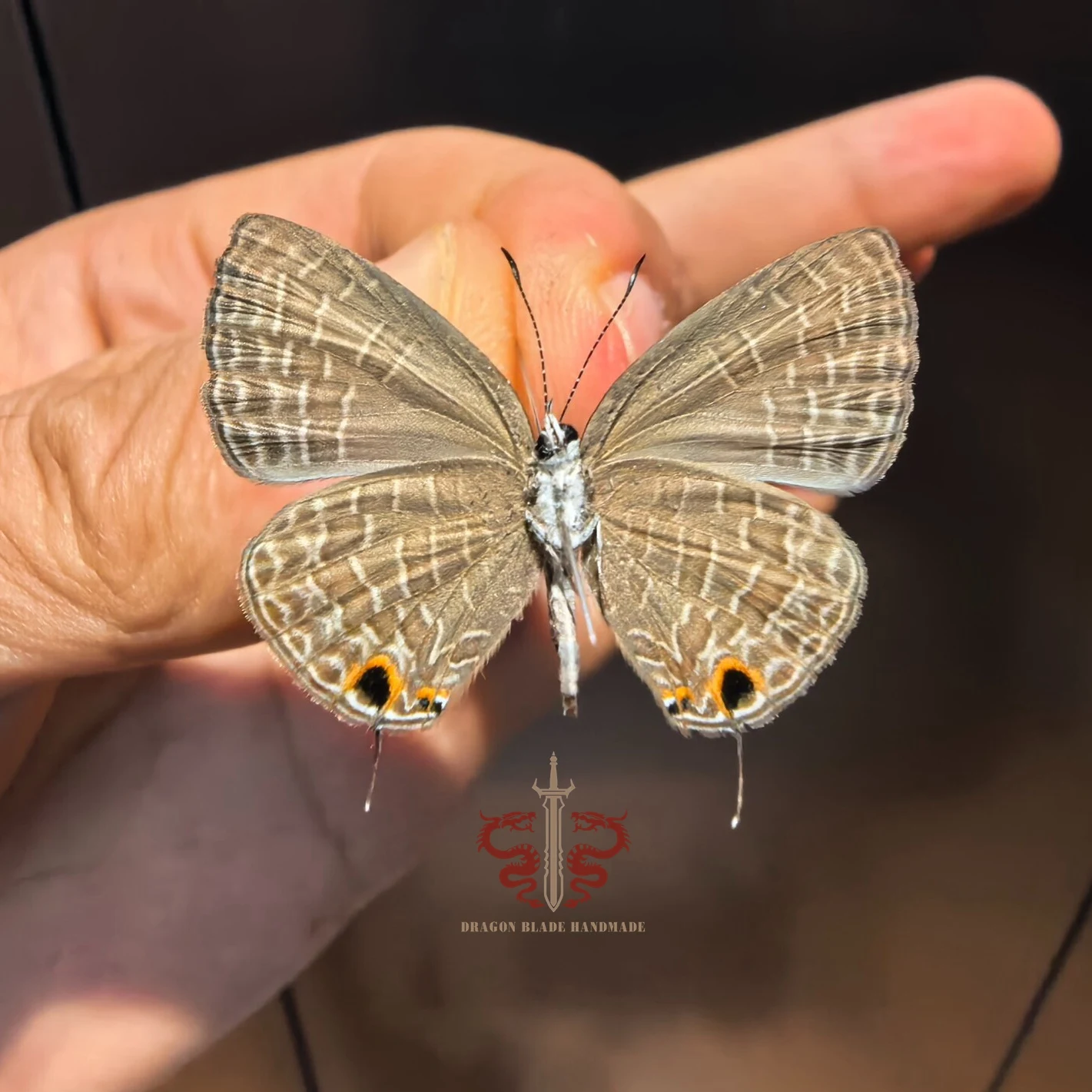 Butterfly ornament  Jamides bochus female, 10pc wings spread A1/A- high quality, Decorative Display Collection Gifts