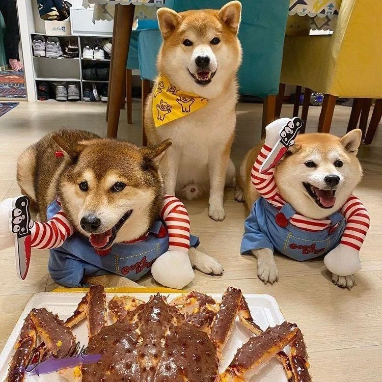 Costume Transformateur loween pour chiens de petite à moyenne taille, vêtements tendance pour animaux de compagnie, tenue amusante pour chiens