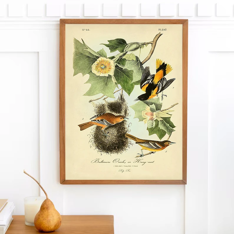 Classic Vintage Audubon Backyard Birds of America Botanical Mockingbird,Robin Poster Canvas Painting Wall Art Picture Home Decor