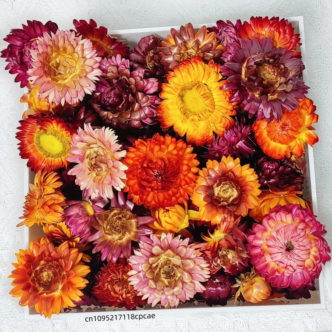 Cabezas de Flor de Helichrysum Secas Naturales, Flores Secas Coloridas para Hacer Velas, Scrapbooking, Decoración del Hogar y Bodas