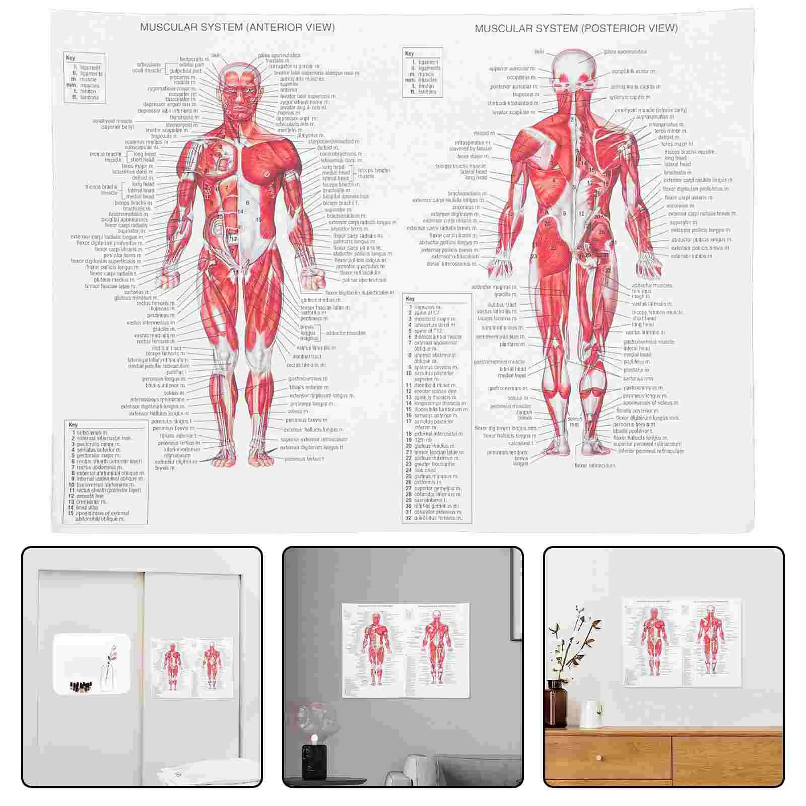 Muscle Anatomy Chart System Human Posters Muscular Anatomical Frameless Office